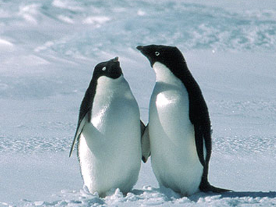 Απειλούνται με αφανισμό οι πιγκουίνοι