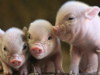 Φρέσκα λουκάνικα … από κατοικίδια μαθητών