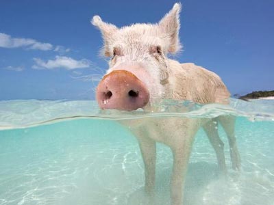 Η «παραλία των χοίρων» στις Μπαχάμες