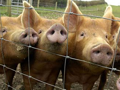 Τους έπιασαν να κλέβουν γουρούνια