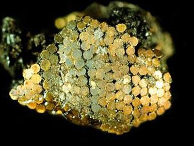 Κοσμήματα 4.000 ετών βρέθηκαν σε συρτάρι