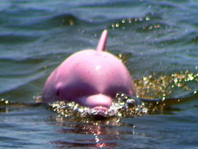 Ροζ δελφίνι σε λίμνη της Λουϊζιάνα