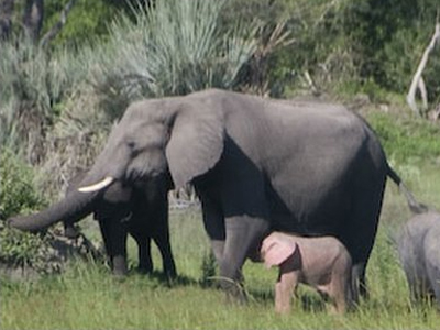 Δείτε το ροζ… ελέφαντα