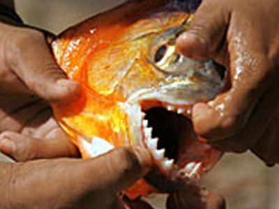 Έριχναν κορίτσια σε πιράνχας