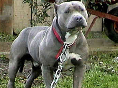 Παιδί δάγκωσε πιτ μπουλ