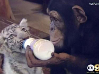 Χιμπατζής ταΐζει τίγρη