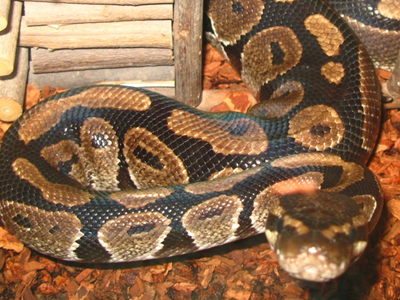 Αγνοείται… πύθωνας 5 μέτρων στη Ρόδο