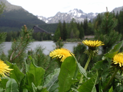 “Μεταναστεύουν” τα φυτά