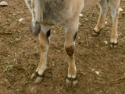 Έκρυψαν το χρηματοκιβώτιο του Δήμου κάτω από κοπριά
