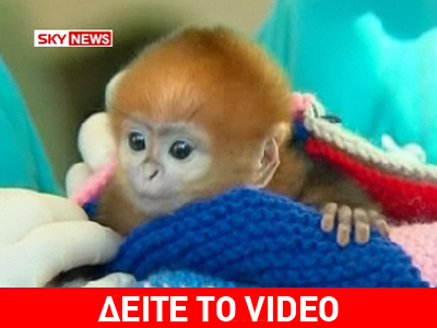 Πορτοκαλί μαϊμού στο ζωολογικό κήπο του Σύδνεϋ