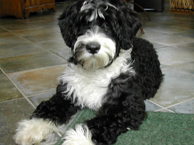 Τετράποδος ”κάτοικος” … στο Λευκό Οίκο