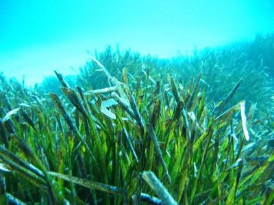 Η Ποσειδωνία… πάει Βρυξέλλες