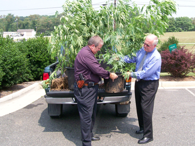 “Φυγάδευσε” τα δενδρύλλιά του για να τα σώσει από τους κλέφτες