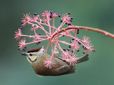 Ταξιδέψτε με τα πουλιά