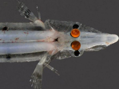 Ψάρι με μάτια… καθρέφτες