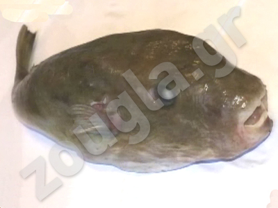 Δηλητηριώδη «μπαλονόψαρα»… μετανάστευσαν στο Ιόνιο