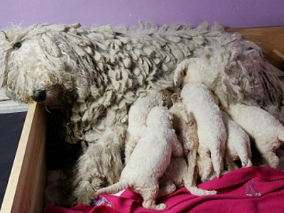 Το σκυλί ”σφουγγαρίστρα”