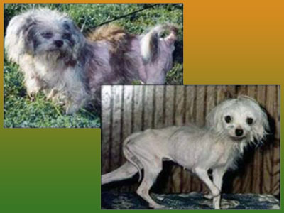 Η αλήθεια για τα ζώα μαζικής εκτροφής – PUPPY MILLS