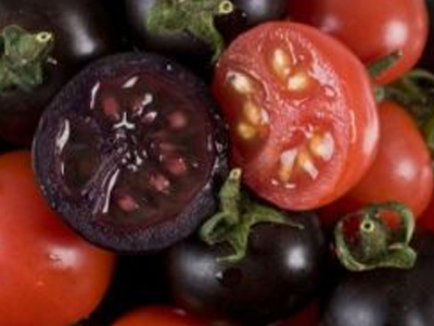 Μωβ, αντικαρκινικές ντομάτες