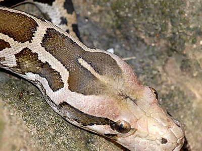 Άνθρωπος ”νίκησε” φίδι