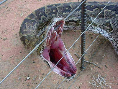 Πύθωνας προσπάθησε να της φάει το κεφάλι