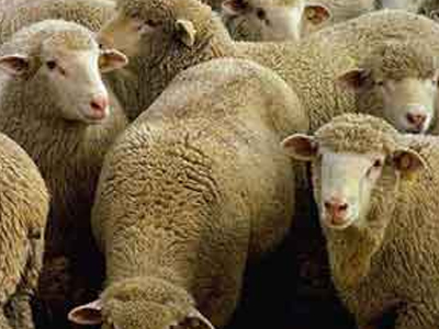 Επιχείρηση μαντρί