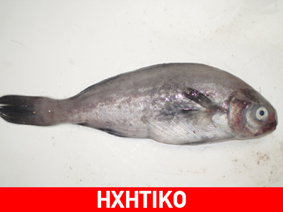 Τοξικός λαγοκέφαλος στον Ευβοϊκό