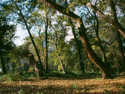 Κρεμασμένη βρέθηκε νεαρή στη Σαλαμίνα