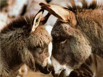 Δύο βουλευτές σε ξένο…κανάλι