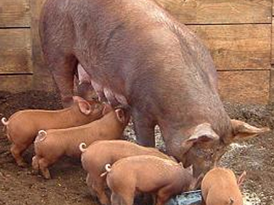 Εντοπίστηκαν στον Πύργο χοίροι μολυσμένοι με διοξίνες