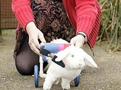 Κουνέλι… με ρόδες