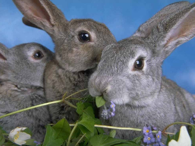 Άνθρωποι και κουνέλια