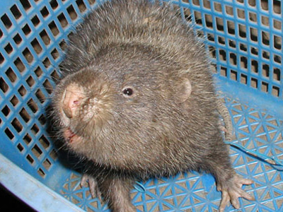 Αρουραίος σε μέγεθος… γάτας