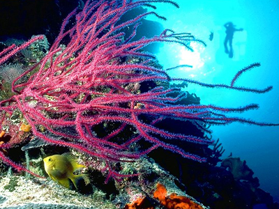 Χάνονται οι κοραλλιογενείς ύφαλοι