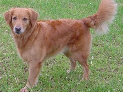 Βρήκαν το σκύλο τους μετά από έξι μήνες