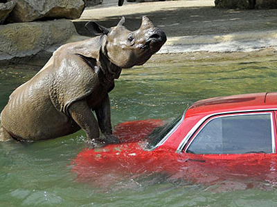 Ρινόκερος ερωτεύτηκε… αυτοκίνητο