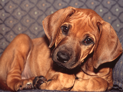 Κατασχέθηκαν κινέζικα ρούχα από σκύλους και γάτες