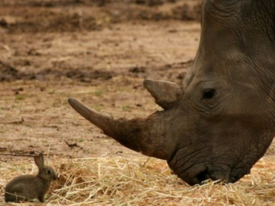 Σχέση φιλίας… μεταξύ κουνελιού και ρινόκερου