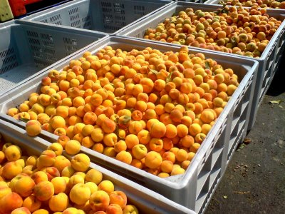 Για δεύτερη μέρα στους δρόμους οι ροδακινοπαραγωγοί