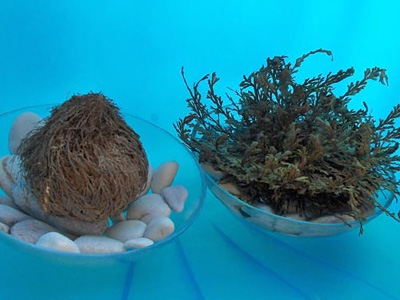 Κάντε μια ευχή… στο “Ρόδο της Ιεριχούς”!