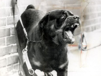 Σκυλιά επιτέθηκαν σε ταχυδρόμο