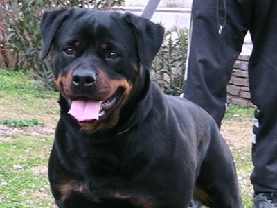 Ροντβάιλερ “συνεργός” σε διαρρήξεις