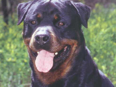 Το έσωσε από τα δόντια του