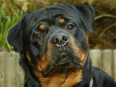 Σε καλύτερη κατάσταση η 4χρονη που της επιτέθηκε Ροτβάιλερ