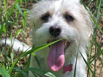 Τη στραγγάλισε επειδή ξύπνησε το σκύλο του