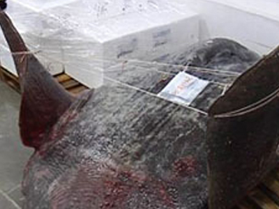 Ψάρι 600 κιλών στα ανοιχτά της Θάσου!