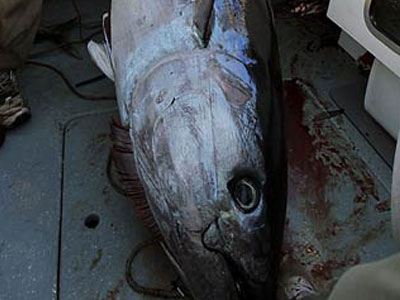 Ομογενής ψάρεψε τόνο 2,5 μέτρων