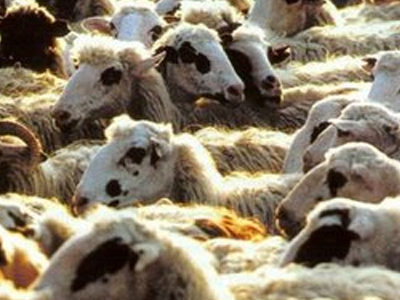 Έκλεψαν σίδερα από μαντρί!