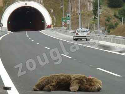 Και πέμπτη αρκούδα ”θυσία”στην άσφαλτο