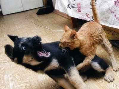 Μια  φιλομητσοτακική… στην «Άνοιξη»του Σαμαρά